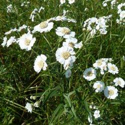 Sumpf-Schafgarbe (Achillea ptarmica) Sumpf-Schafgarbe (Achillea ptarmica)