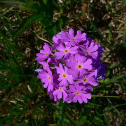 Mehlprimel (Primula farinosa) Mehlprimel (Primula farinosa)