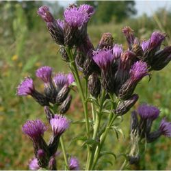 Färber-Scharte (Serratula tinctoria) Färber-Scharte (Serratula tinctoria)