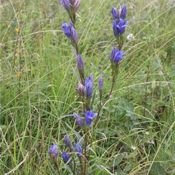 Lungen-Enzian (Gentiana pneumonanthe) Lungen-Enzian (Gentiana pneumonanthe)