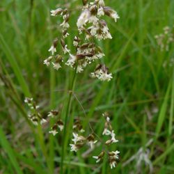 Duftendes Mariengras (Hierochloe odorata) Duftendes Mariengras (Hierochloe odorata)
