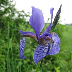 Sibirische Schwertlilie (Iris sibirica) Sibirische Schwertlilie (Iris sibirica)