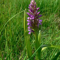 Fleischfarbenes Knabenkraut (Dactylorhiza incarnata) Fleischfarbenes Knabenkraut (Dactylorhiza incarnata)