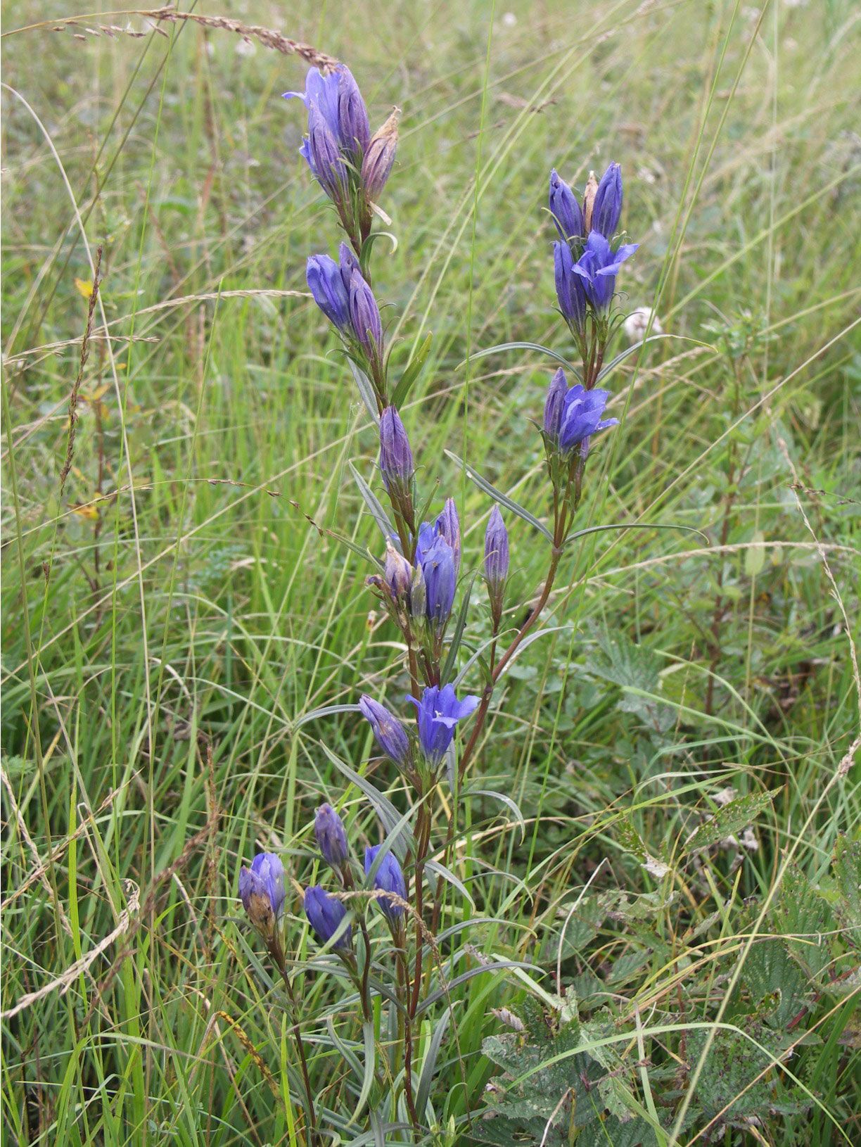 Lungen-Enzian (Gentiana pneumonanthe)