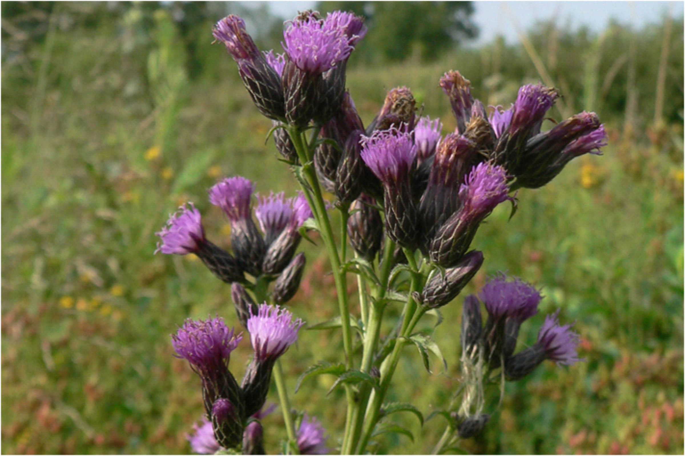 Färber-Scharte (Serratula tinctoria)