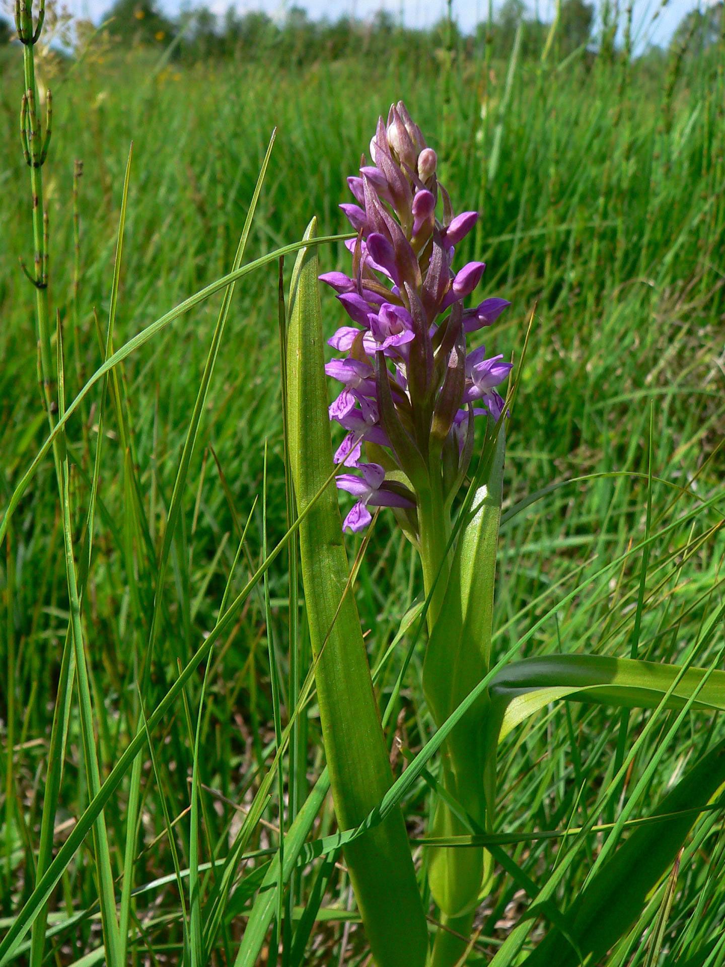 Fleischfarbenes Knabenkraut (Dactylorhiza incarnata)