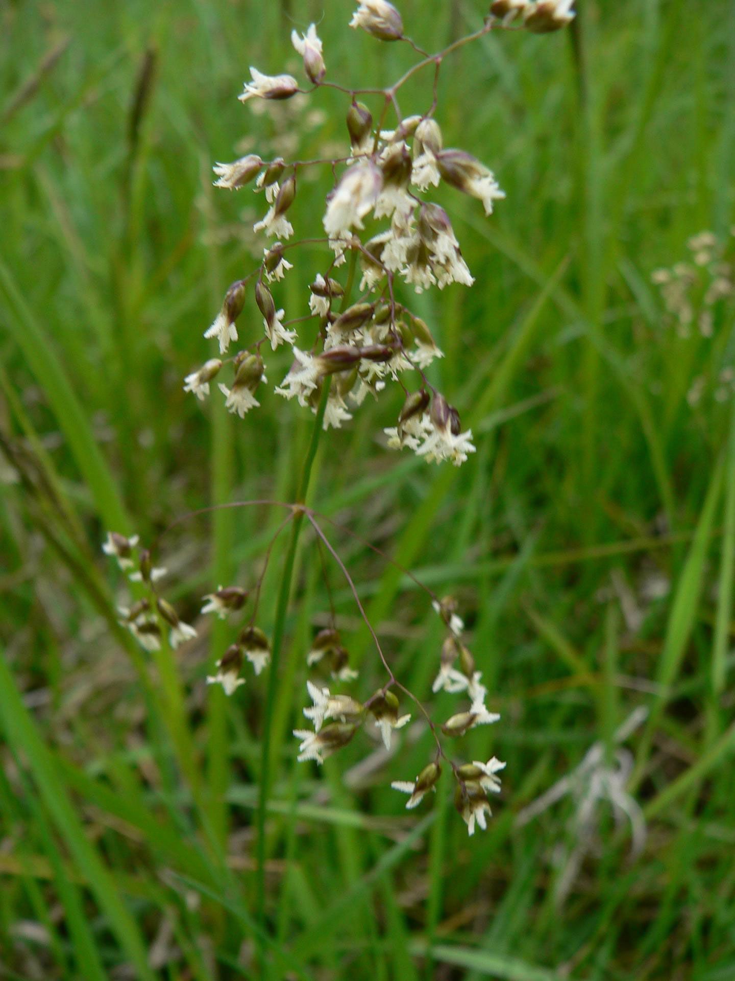 Duftendes Mariengras (Hierochloe odorata) 