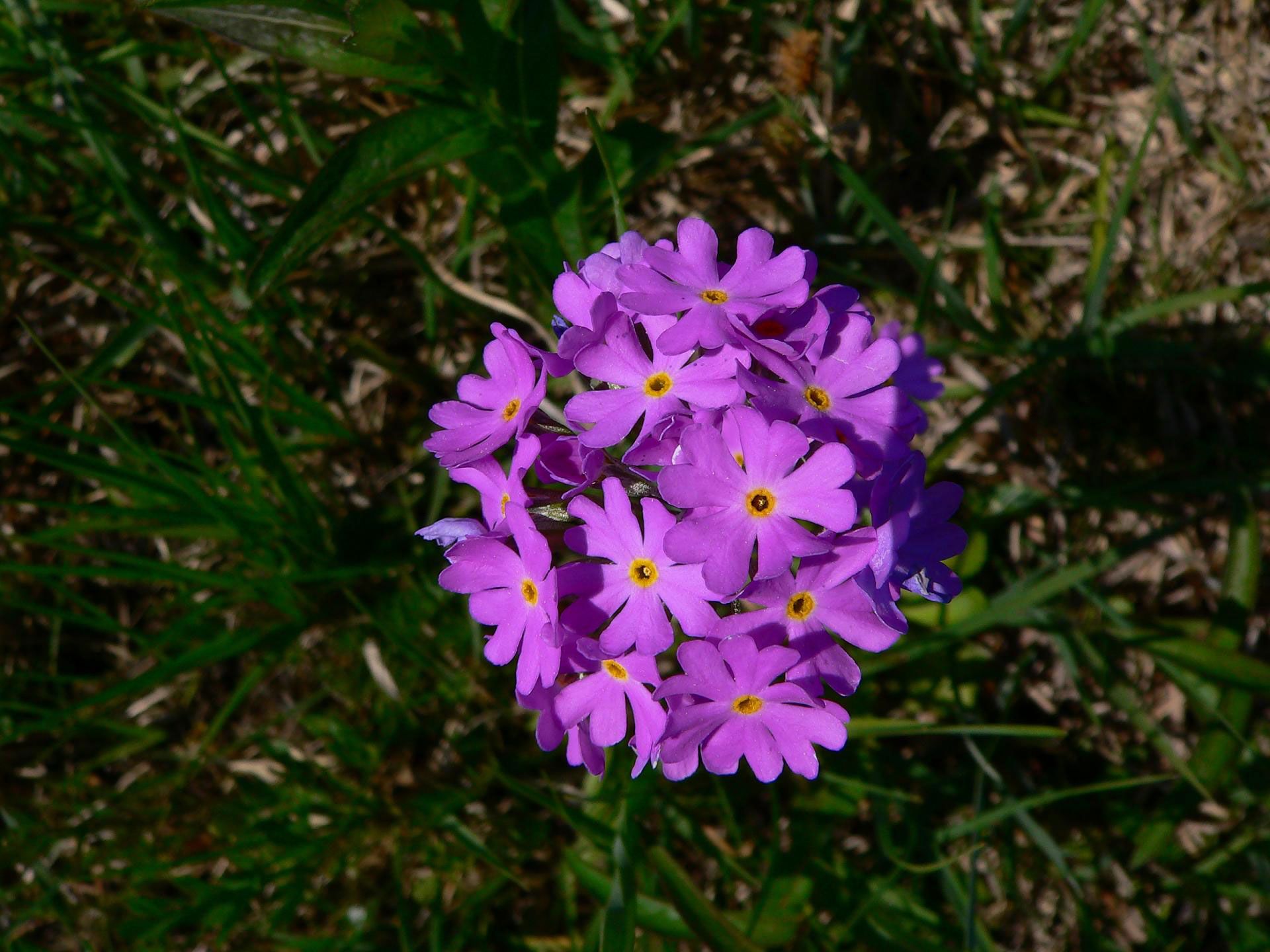 Mehlprimel (Primula farinosa)