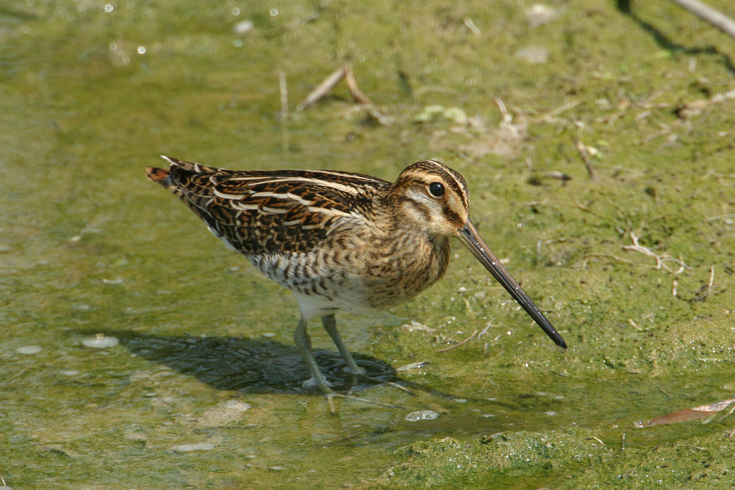 Bekassine (Gallinago gallinago)