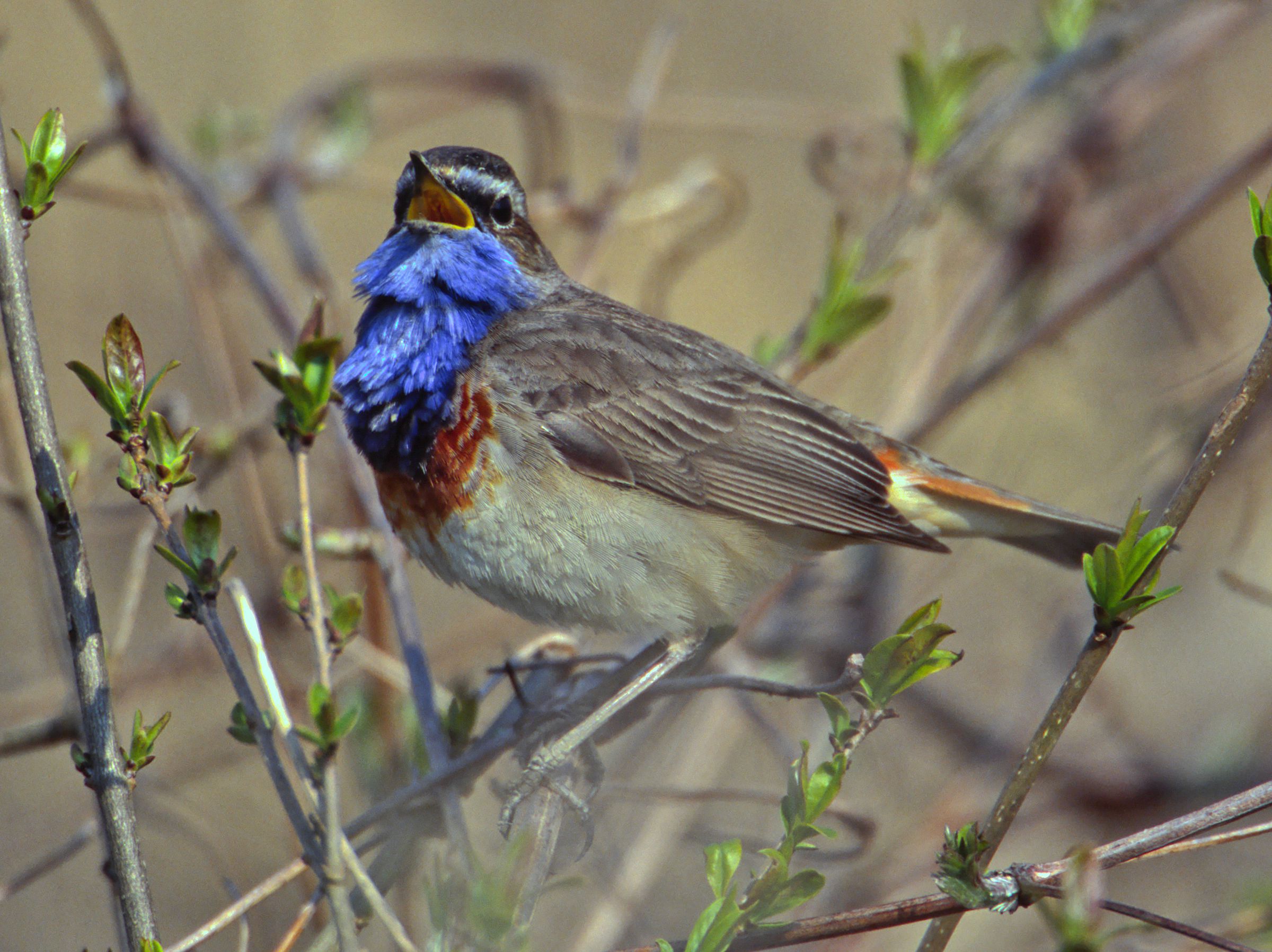 Blaukehlchen (Luscinia svecica)