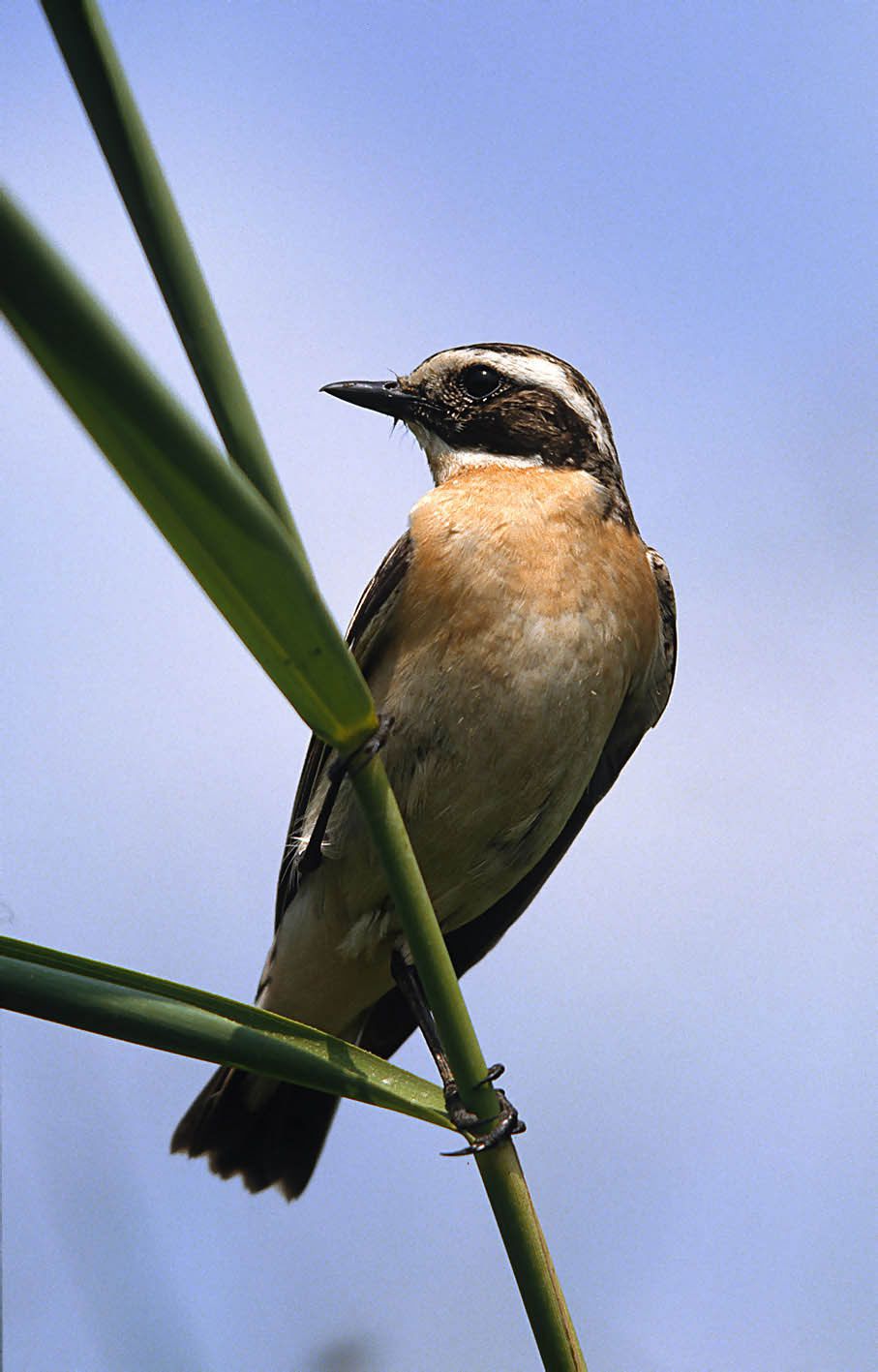 Braunkehlchen (Saxicola rubetra)