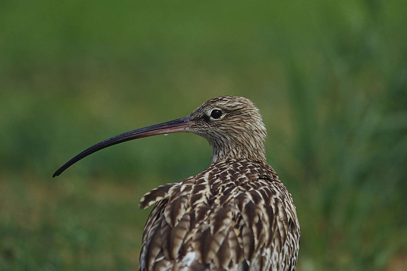 Großer Brachvogel (Numenius arquata)