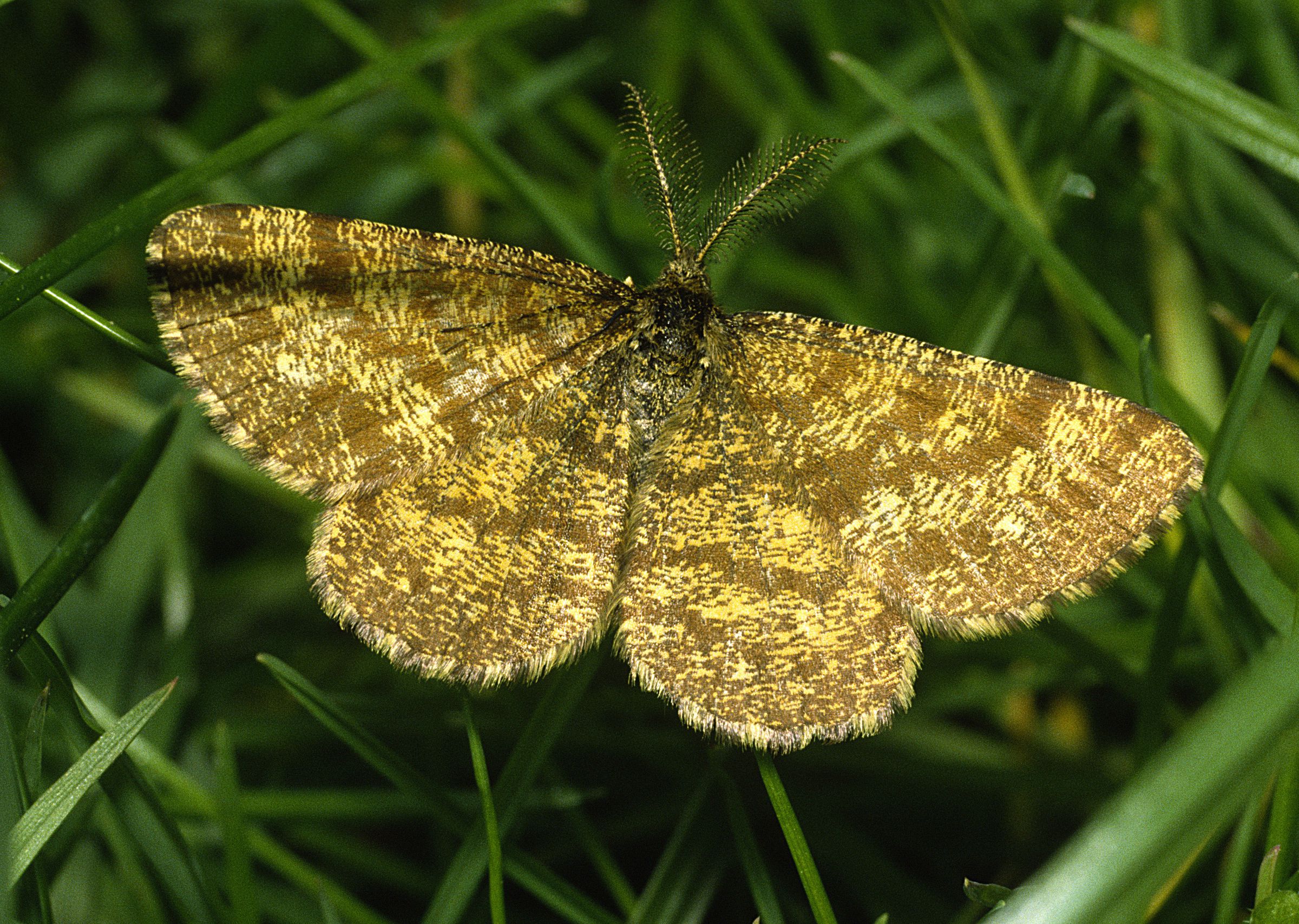 Heidekrautspanner (Emalurga atomaria)