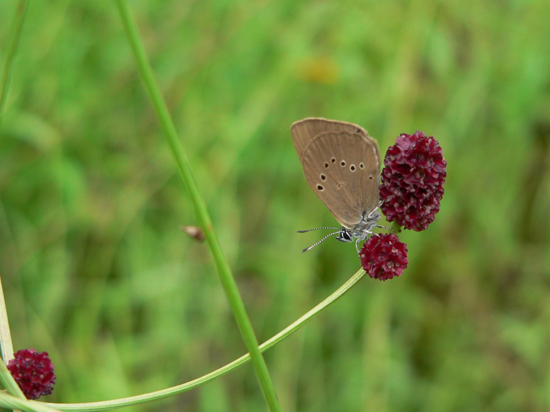 Dunkler Wiesenknopf-Ameisenbläuling (Phengaris nausithous)