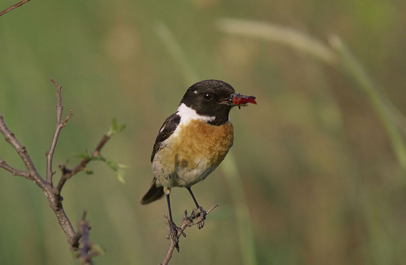 Schwarzkehlchen (Saxicola rubicola)